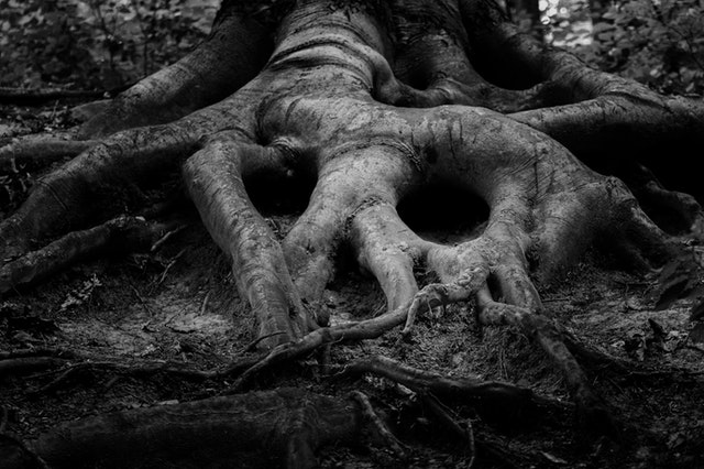 Roots Which Hold Tight